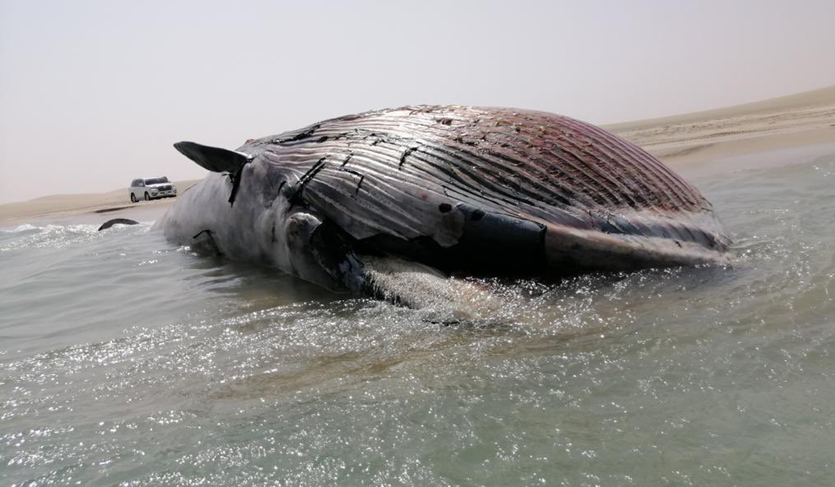 Dead whale
